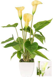 VEA PIANTA CALLA LILY ASS. 