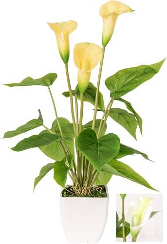 VEA PIANTA CALLA LILY ASS. 