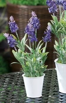 STAR VASO LAVANDA ASS D7,5XH28,5 