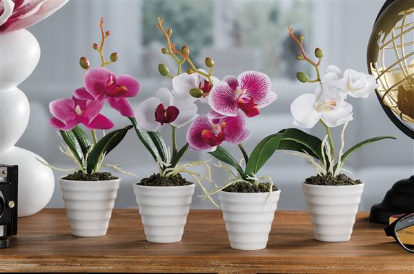 STAR VASO C/ORCHIDEA 6,5X23 