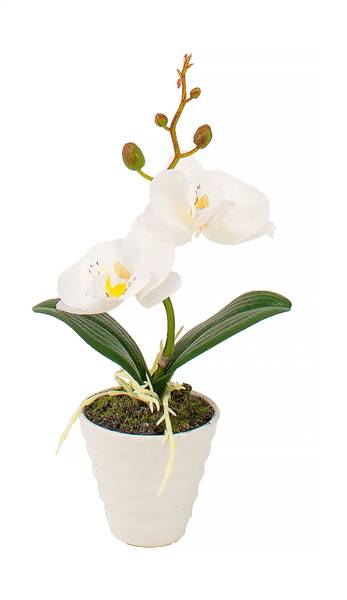 STAR VASO C/ORCHIDEA 6,5X23 