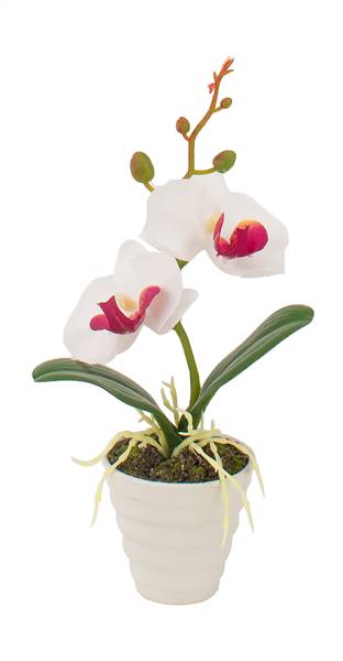 STAR VASO C/ORCHIDEA 6,5X23 