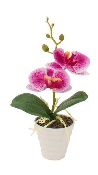 STAR VASO C/ORCHIDEA 6,5X23 