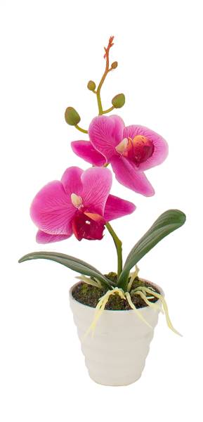 STAR VASO C/ORCHIDEA 6,5X23 