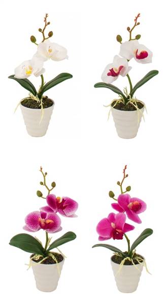 STAR VASO C/ORCHIDEA 6,5X23 