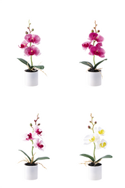 STAR VASO ORCHIDEA DM.5XH.27 ASS4COL