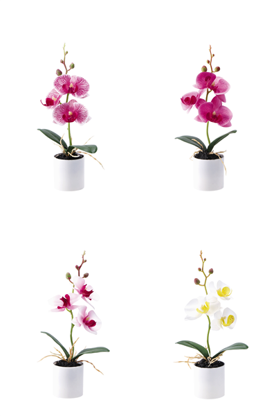 STAR VASO ORCHIDEA DM.5XH.27 ASS4COL