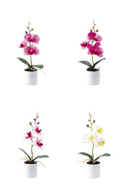 STAR VASO ORCHIDEA DM.5XH.27 ASS4COL 