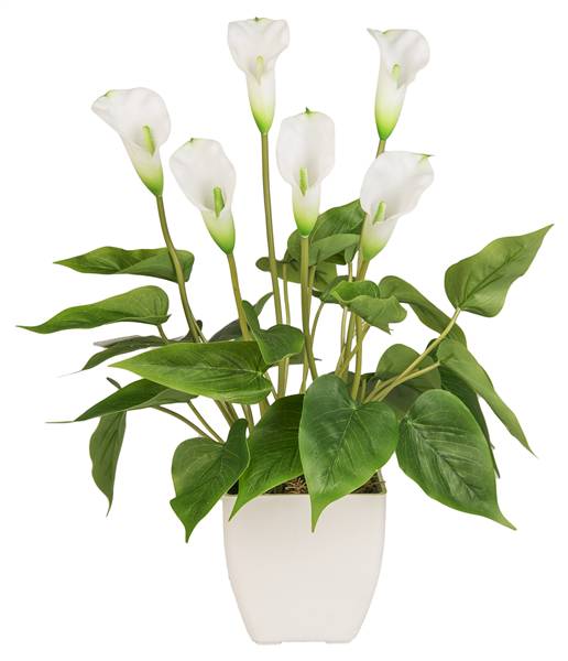 VEA PIANTA CALLA X6 H.45 CHI47654 