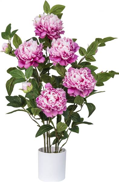 VEA PIANTA PEONIA H.80CM GYI56186 
