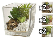 VEA PIANTA GRASSA VASO VETRO GHA60053 12X12CM