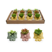 MERCURY PIANTA IN VASO FIOCCO 6X3XH.7